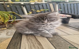 Maine Coon cats for sale: Mainecoon kitten - Image 8