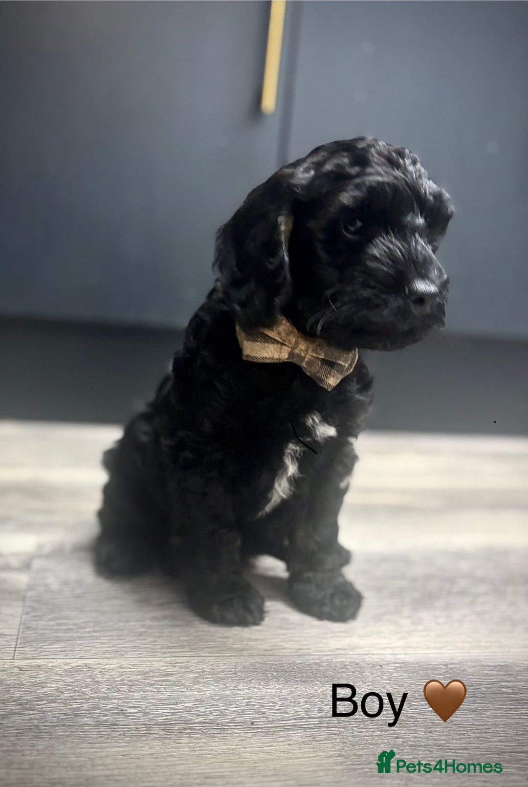 Cockapoo dogs for sale: F1 cockapoos LAST BOY🤎🤎 - Image 12