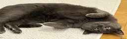 Mixed Breed cats for sale: 4 year old Russian Blue x British Shorthair - Advert 2