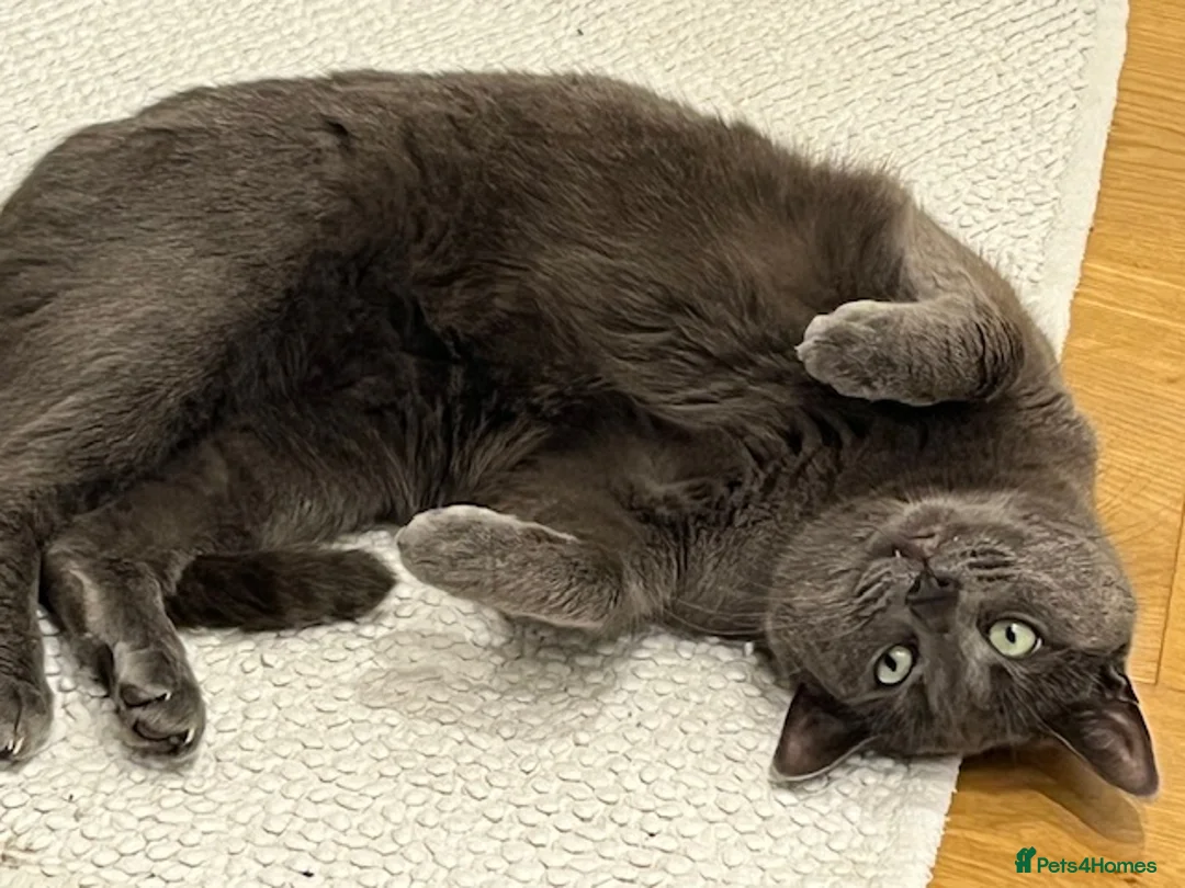 Mixed Breed cats for sale: 4 year old Russian Blue x British Shorthair - Advert 2