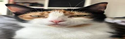 Mixed Breed cats for sale: Kittens for sale open to offers - Advert 1