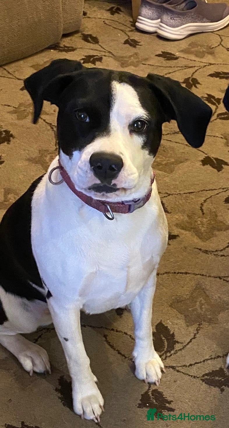Mixed Breed dogs Robin 13months - Advert 13