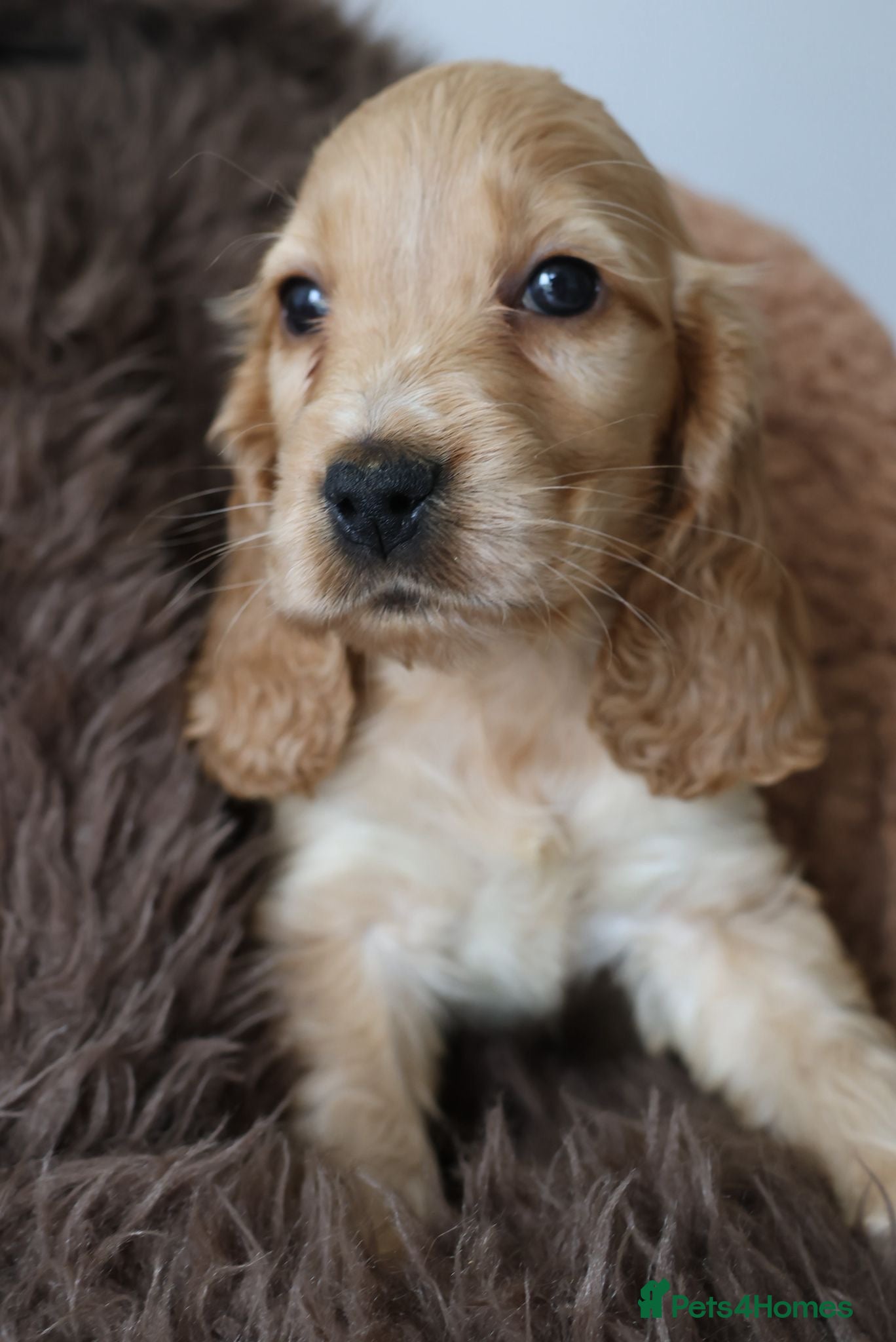 Cocker Spaniel dogs True Show Cocker Spaniels - Advert 2