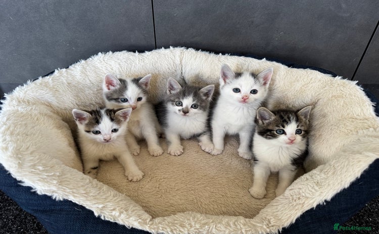 Domestic Shorthair cats - Advert 6