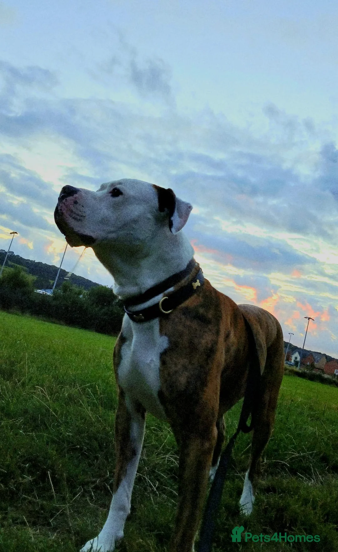 American Bulldog dogs for sale: American Bulldog in Ruthin - Advert 2