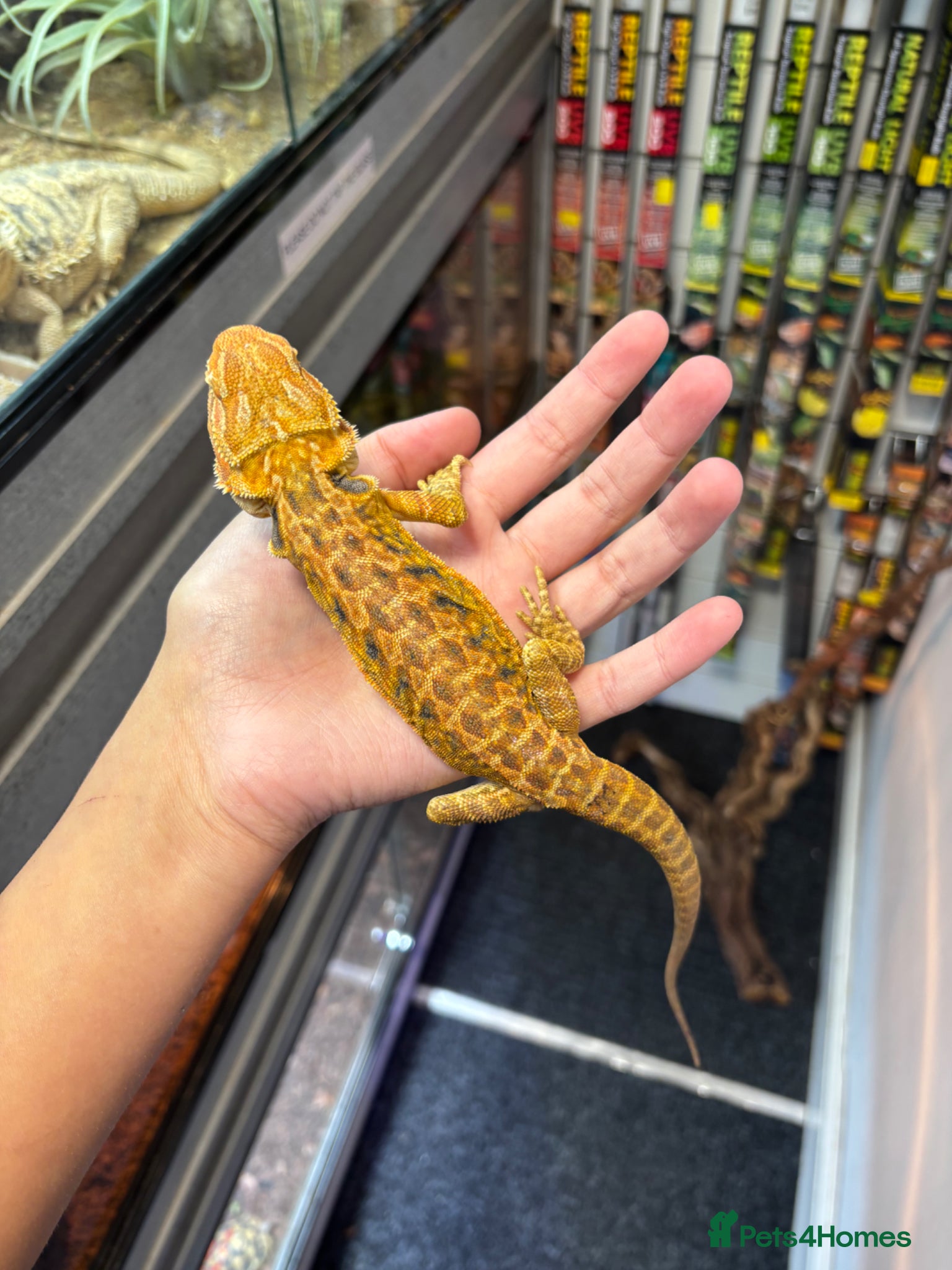 Bearded Dragon reptiles FEMALE yellow blue bar bearded dragon  - Advert 9