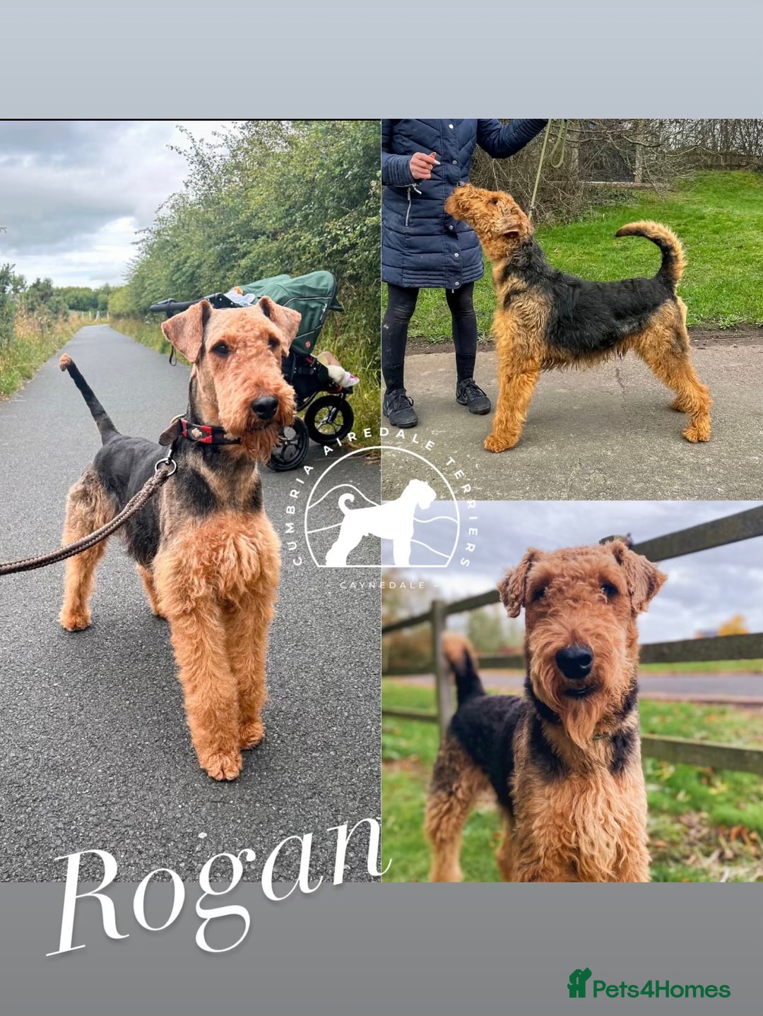 Airedale Terrier dogs for sale: ⭐️ AIREDALE TERRIERS WAITLIST ⭐️ - Advert 5