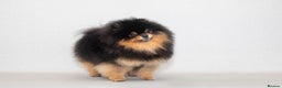 Pomeranian dogs for stud: Pomeranian Gentleman Available for Stud 🐾 - Advert 2