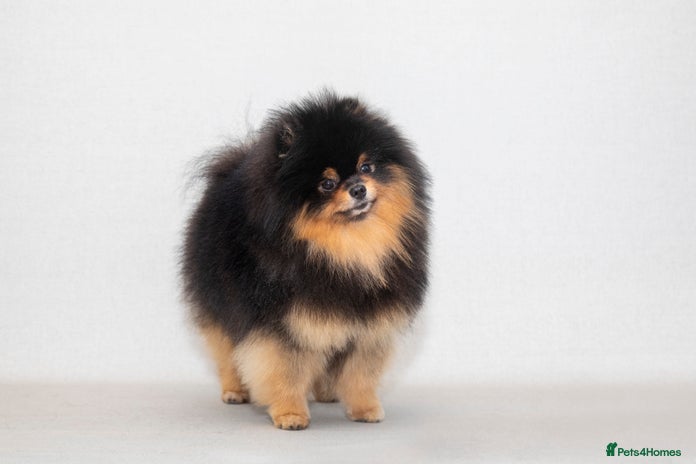 Pomeranian dogs for stud - Advert 2