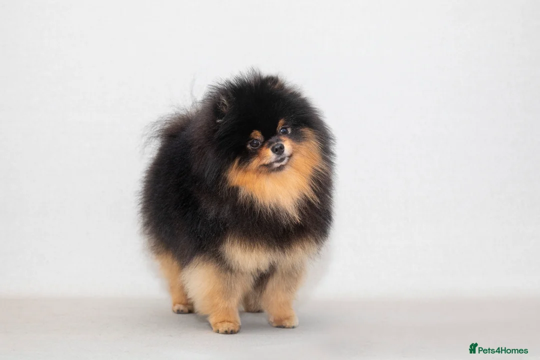 Pomeranian dogs for stud: Pomeranian Gentleman Available for Stud 🐾 - Advert 2