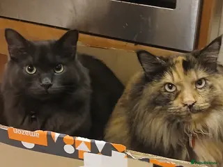 Siberian cats 2 Siberian cats - Advert 1