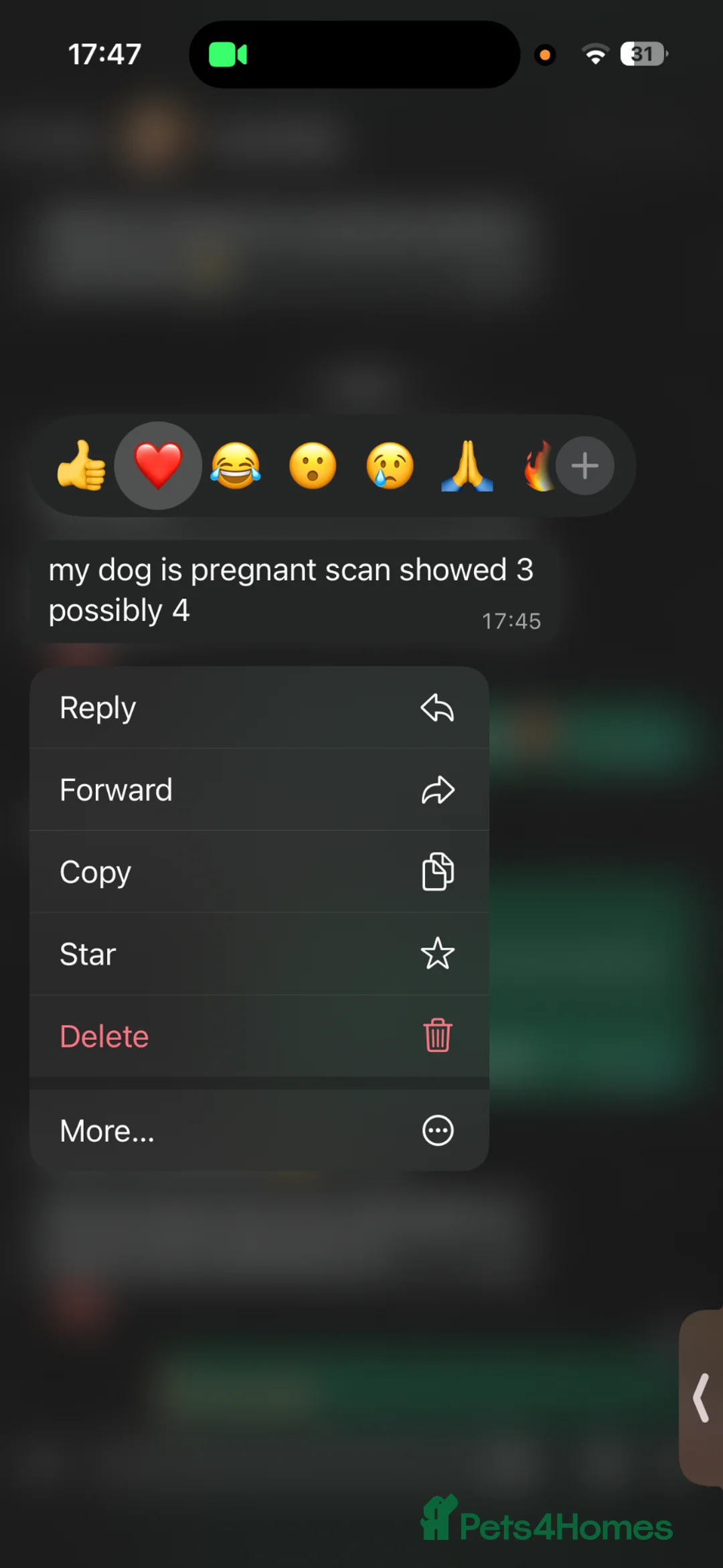 Cavalier King Charles Spaniel dogs for stud: KC Health Tested Black & Tan CKCS Stud - Advert 5