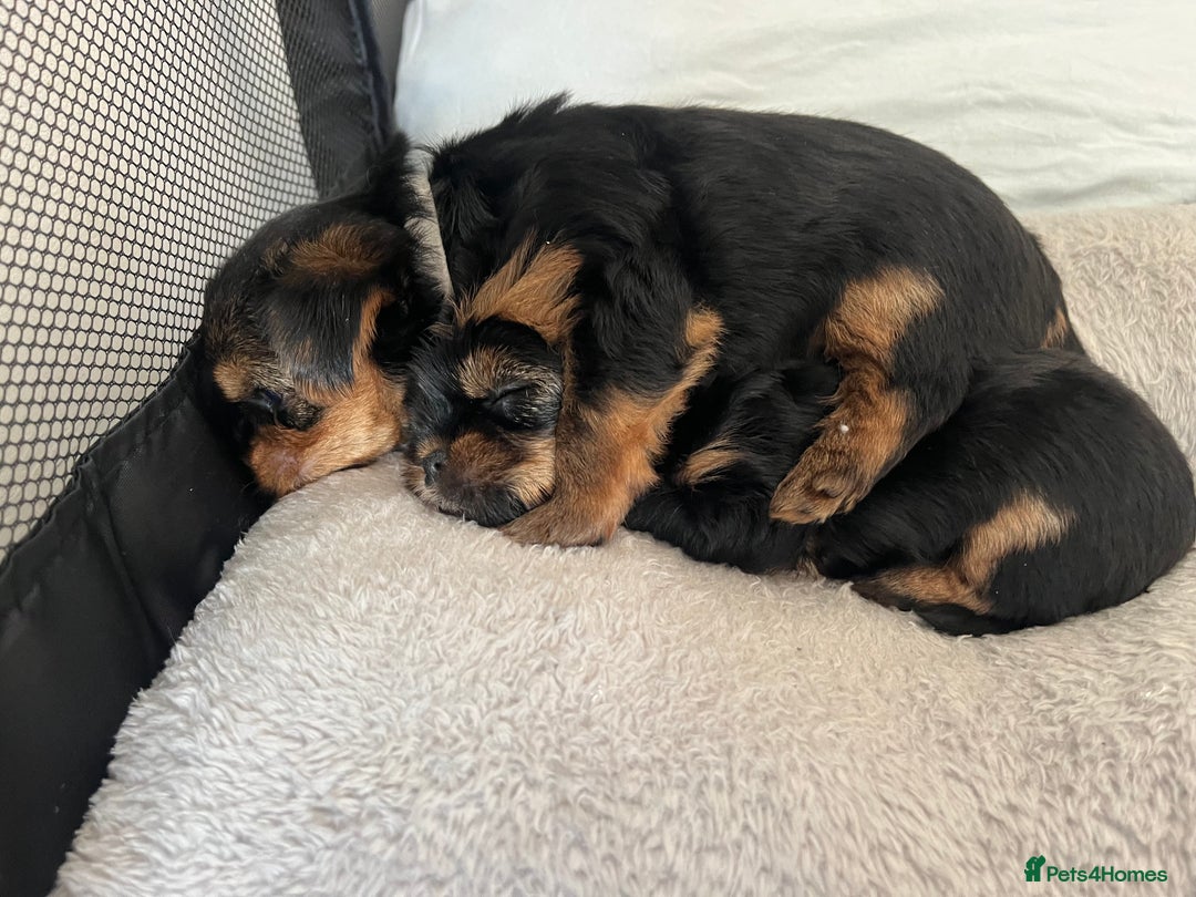 Yorkshire Terrier dogs for sale: Mini Yorkshire Terrier, blue skin tan - Image 11