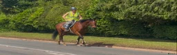 Irish Thoroughbred horses for sale: Fanta ! Looking for a new best friend to have fun  - Advert 3