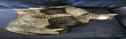 Mixed Breed cats for sale: Beautiful tabby kittens in Newbury - Advert 6