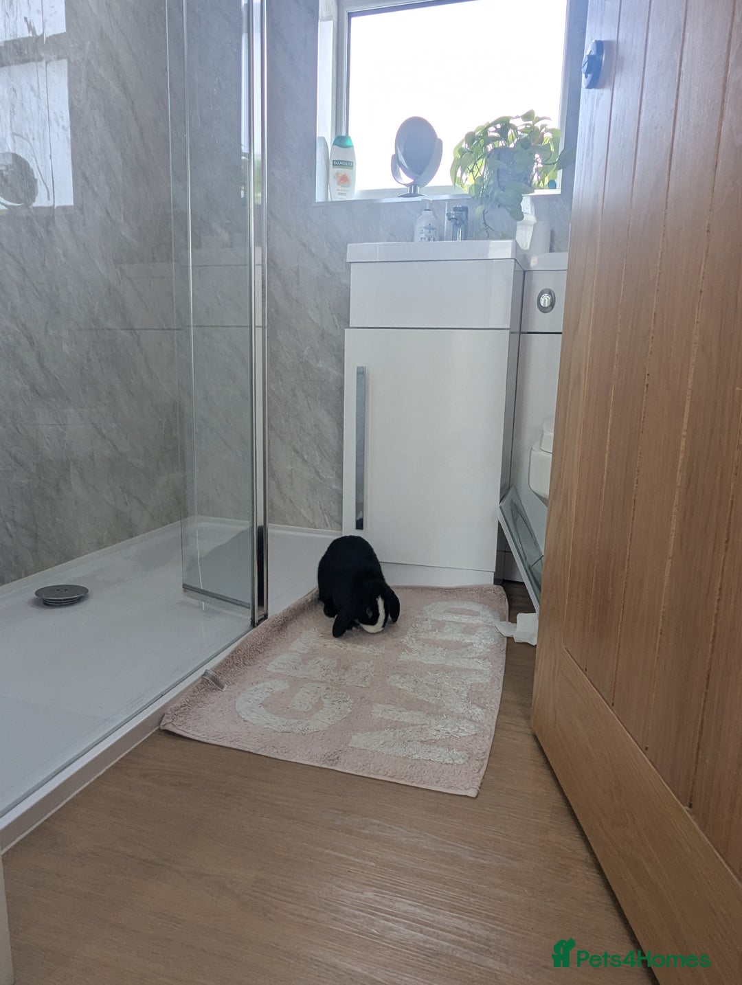 Mini Lop rabbits for sale: Mini Lop for a good home 🥰 - Image 15