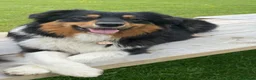 Mixed Breed dogs for sale: Australian Shepherd x Springer Spaniel Puppies in Malmesbury - Advert 9