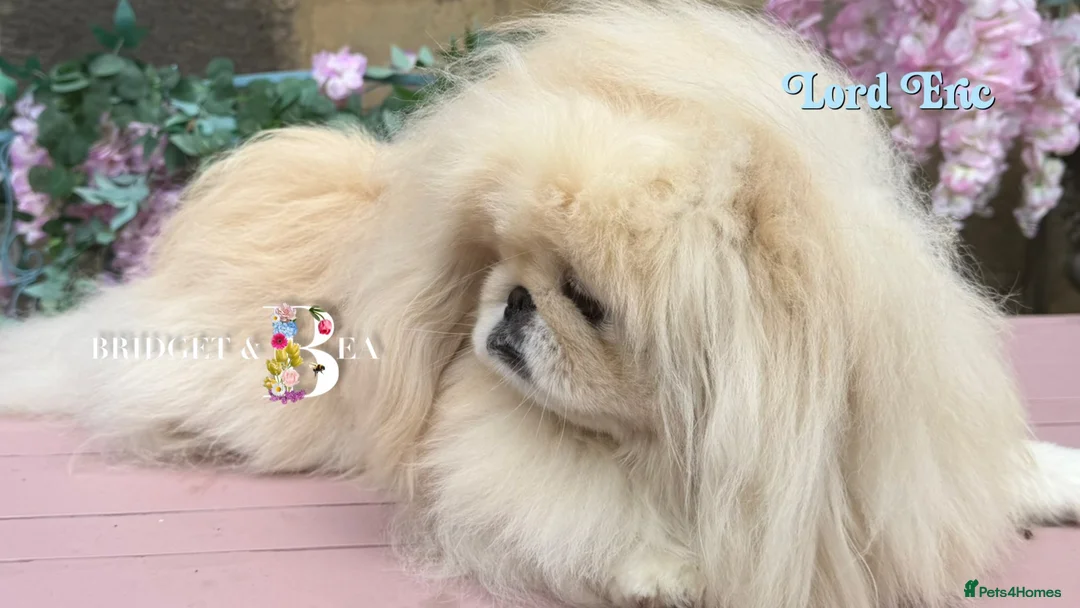 Pekingese dogs for sale: Cream girl kc licensed breeder health tested  - Advert 2