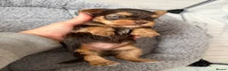 Yorkshire Terrier dogs for sale: Beautiful chocolate Biwer Yorkshire Terrier pupp  - Advert 18