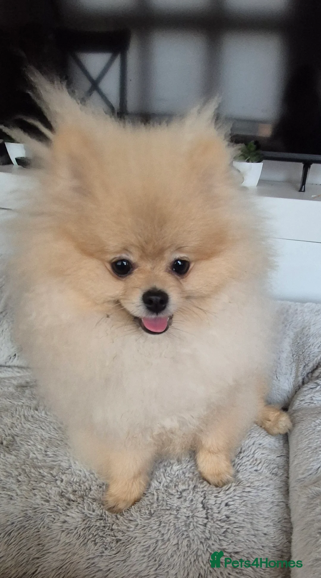 Pomeranian dogs for sale: 6 month old male pomeranian puppy - Advert 8