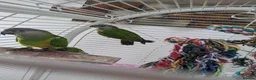 Parrots birds for sale: Senegal parrot 4 babies available very friendly - Advert 7