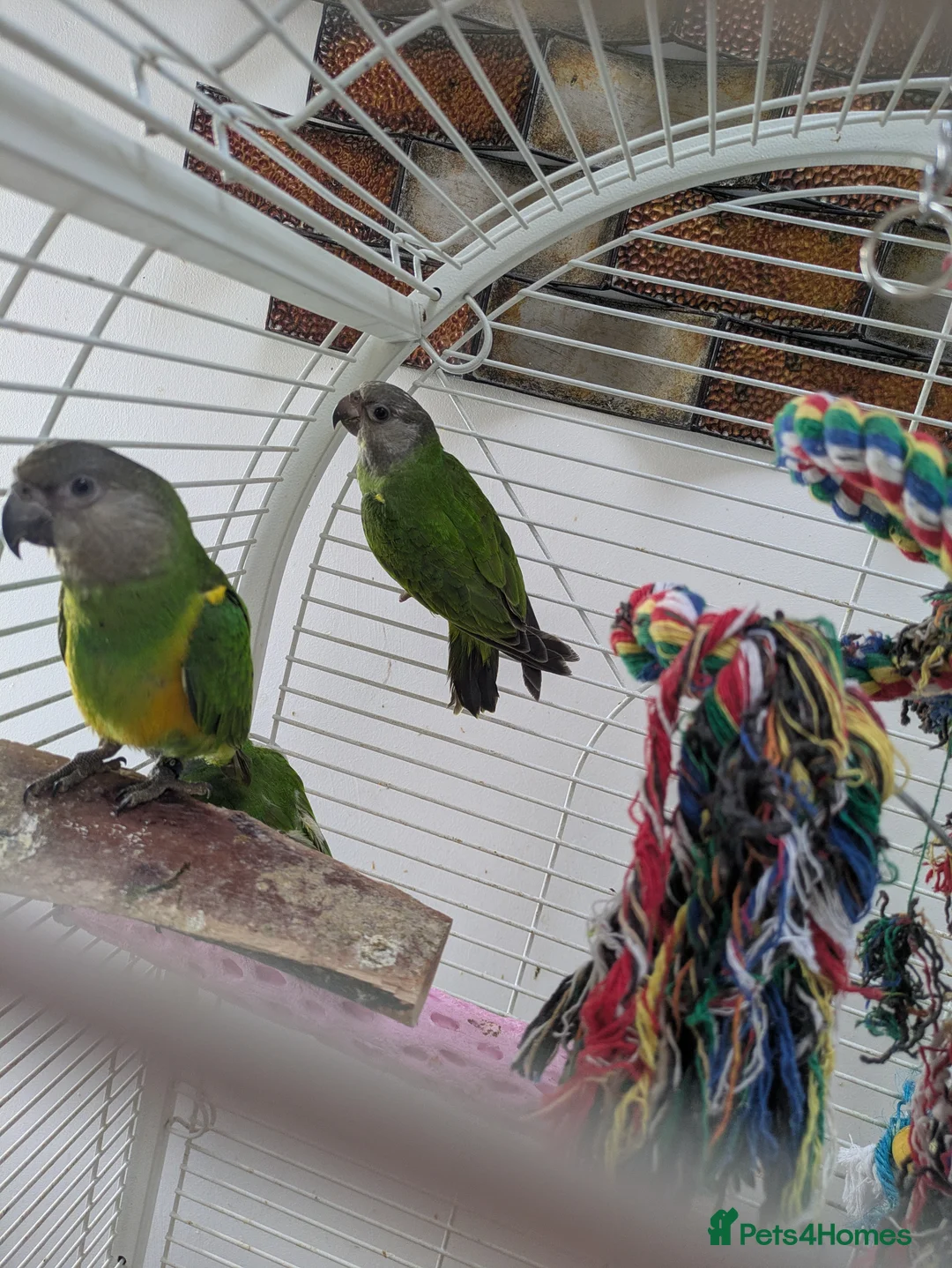 Parrots birds for sale: Senegal parrot 4 babies available very friendly - Advert 7