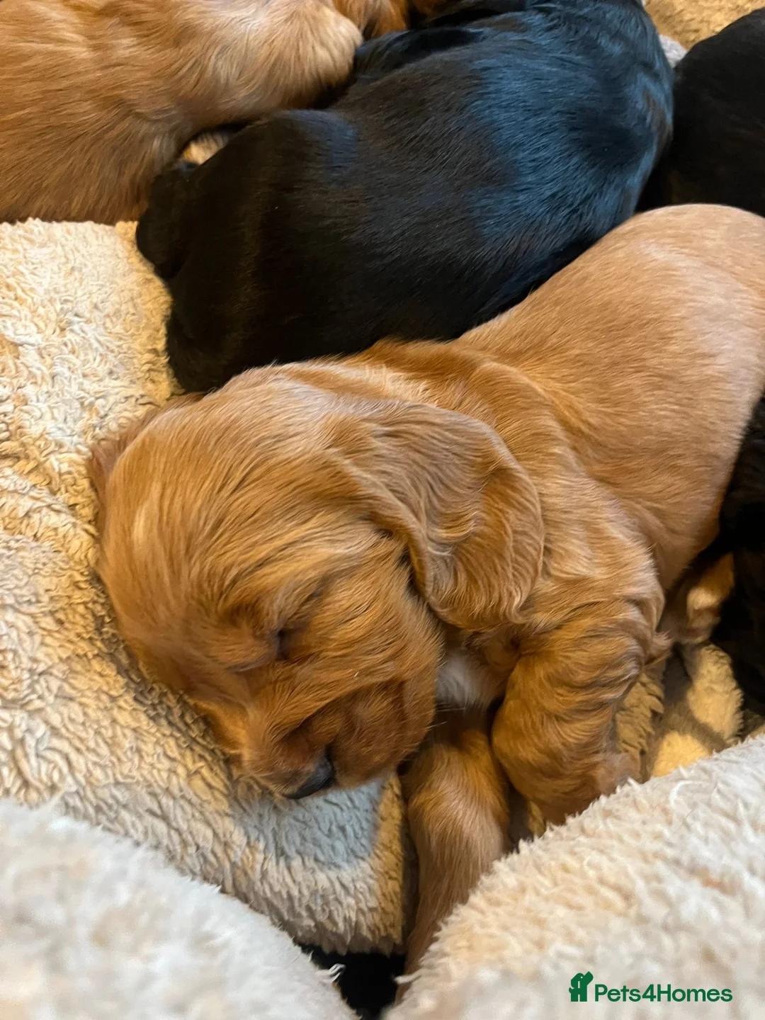 Cocker Spaniel dogs for sale: Cocker Spaniel Show Type Puppies  - Advert 6
