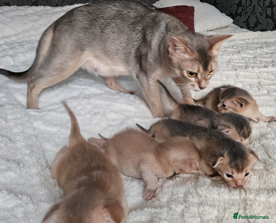 Abyssinian cats for sale: Abyssinian  - Advert 14