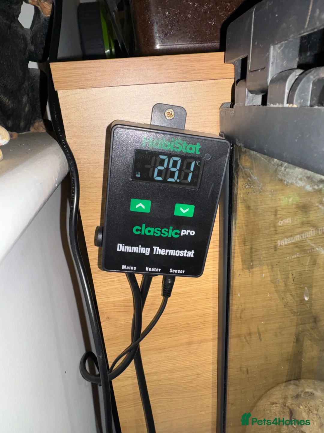 Leopard Gecko reptiles for sale: FEMALE leopard gecko  in Dunstable - Advert 8