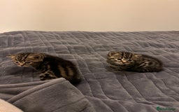 British Shorthair cats for sale: 4 Beautiful British Shorthair cross Kittens  - Image 14