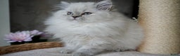 Scottish Fold cats for sale: ❣️Scottish Fold Kittens❣️ - Advert 3