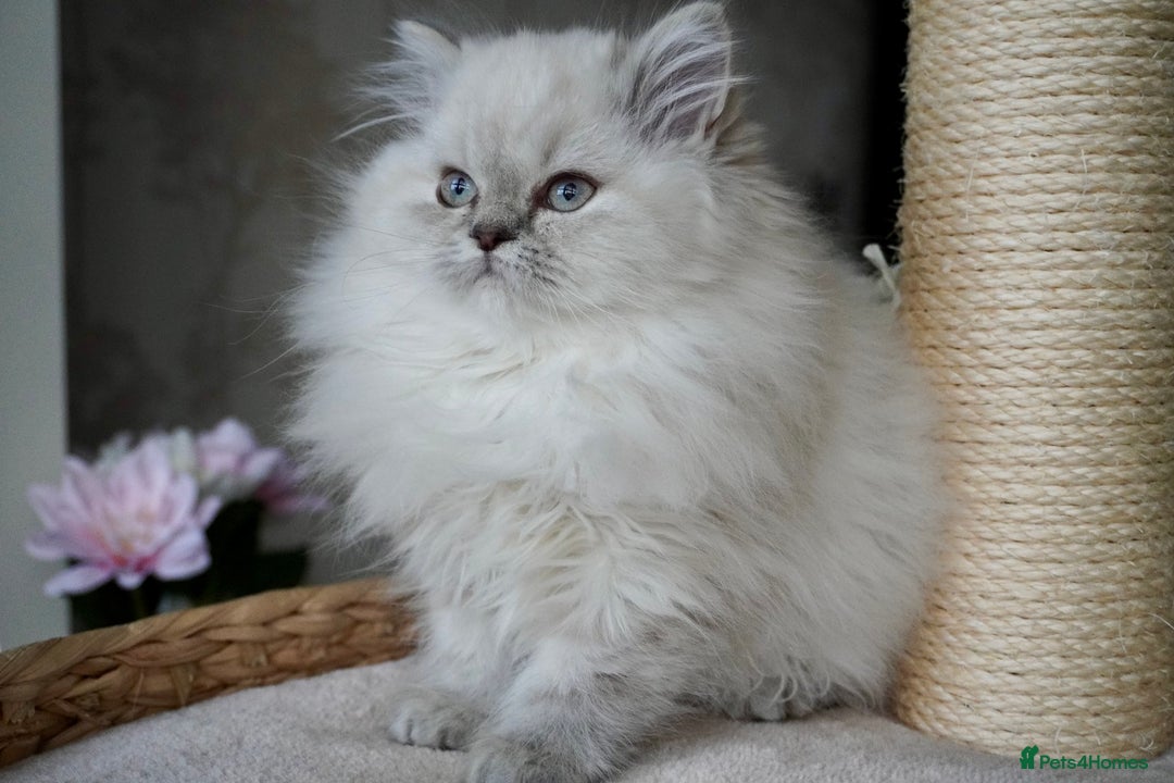 Scottish Fold cats for sale: ❣️Scottish Fold Kittens❣️ - Advert 3