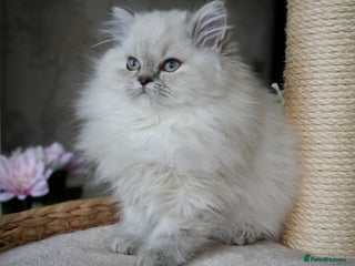 Scottish Fold cats ❣️Scottish Fold Kittens❣️ - Advert 3