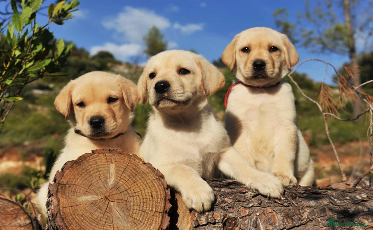 Labrador Retriever dogs - Advert 2