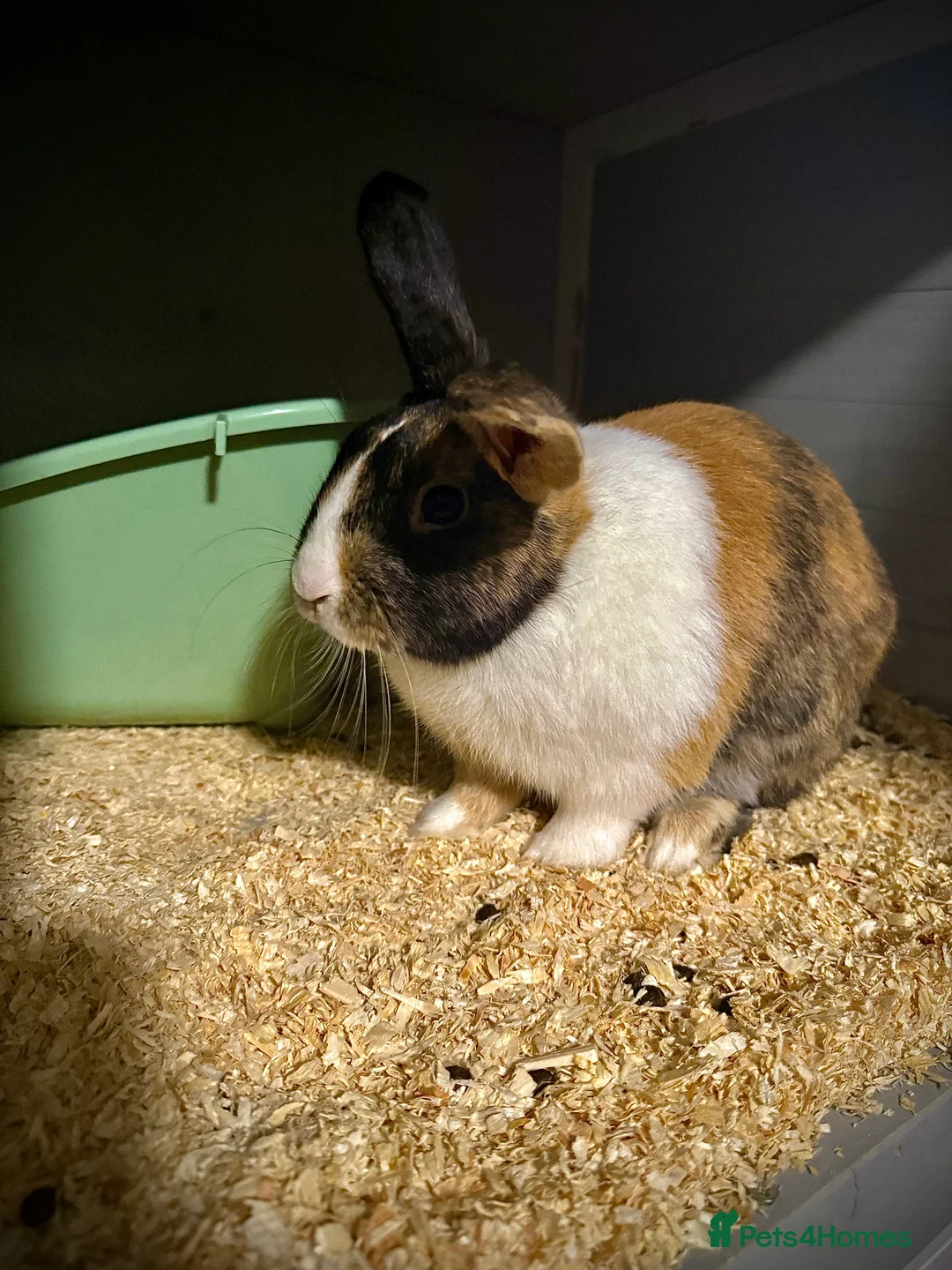 Tri Coloured Dutch rabbits for sale: Floppy  - Advert 2