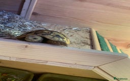 Hermann Tortoise reptiles for sale: Male Hermann tortoise  - Image 5