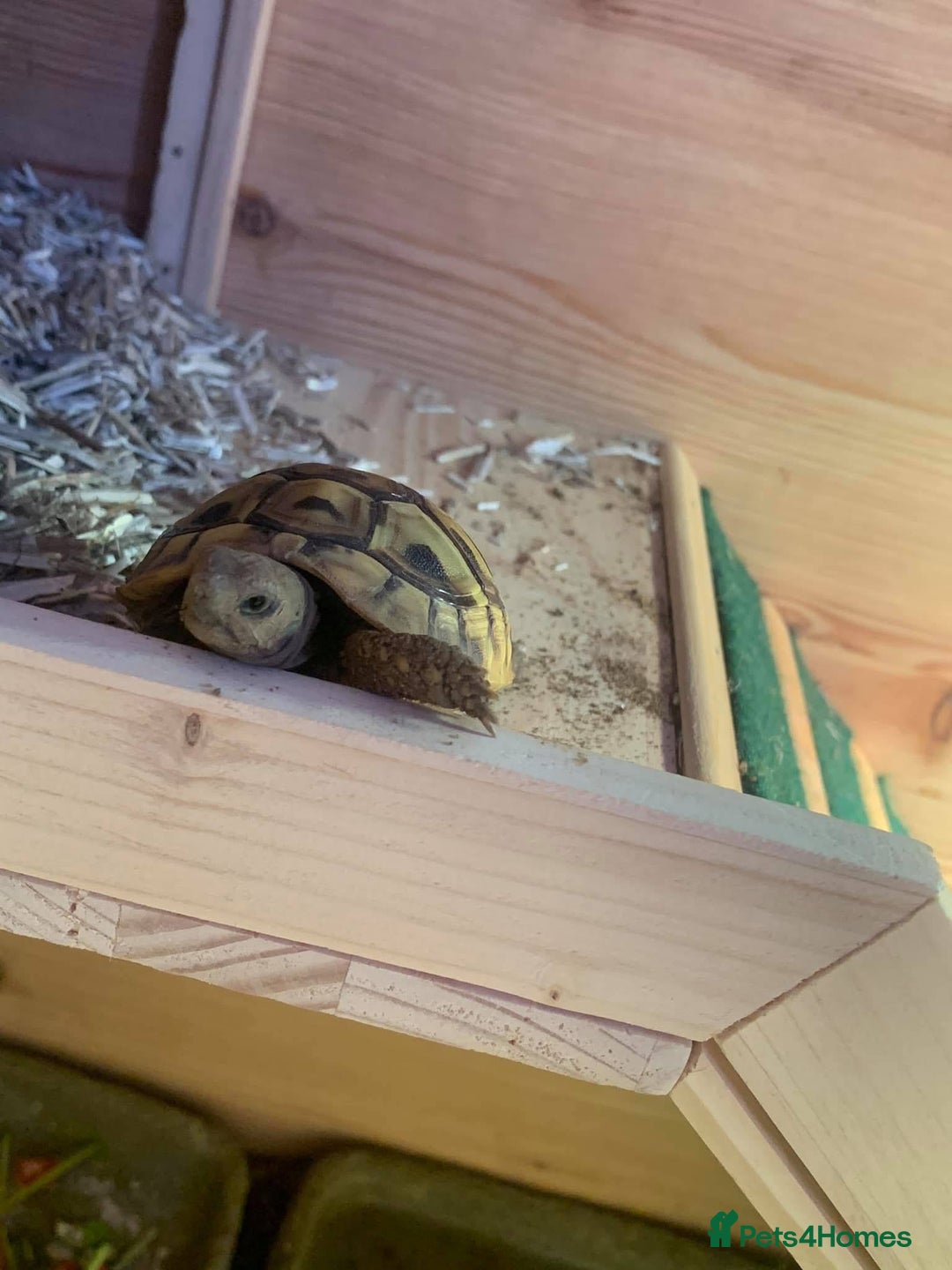 Hermann Tortoise reptiles for sale: Male Hermann tortoise  - Image 5