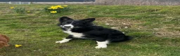 Borador dogs for sale: Puppies for sale in Carmarthen - Advert 3