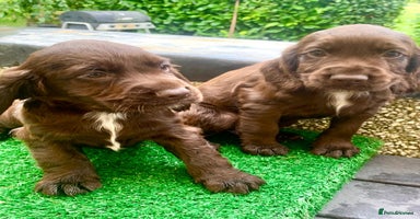 Cocker Spaniel dogs - Advert 12