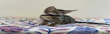 Bengal Kitten Pink