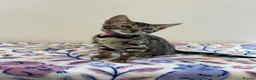 Bengal cats for sale: READY TO GO! Pure Pedigree Bengal Kittens TICA Reg - Advert 9