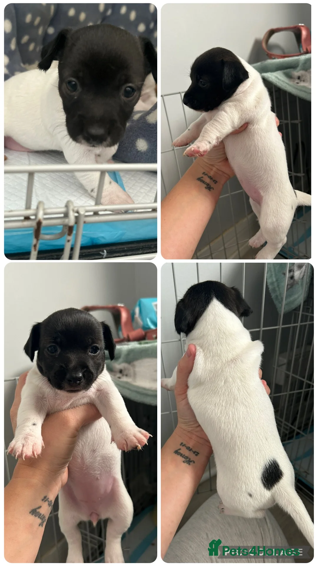Jack Russell dogs for sale: 2 beautiful Jack Russell Puppy for sale  - Advert 2