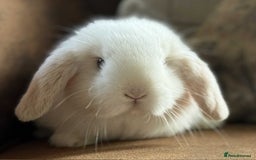 Mini Lop rabbits for sale: Stunning beautiful white mini lop - Image 3