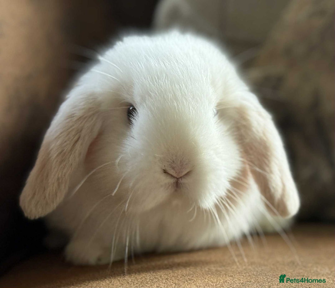 Mini Lop rabbits for sale: Stunning beautiful white mini lop - Image 3