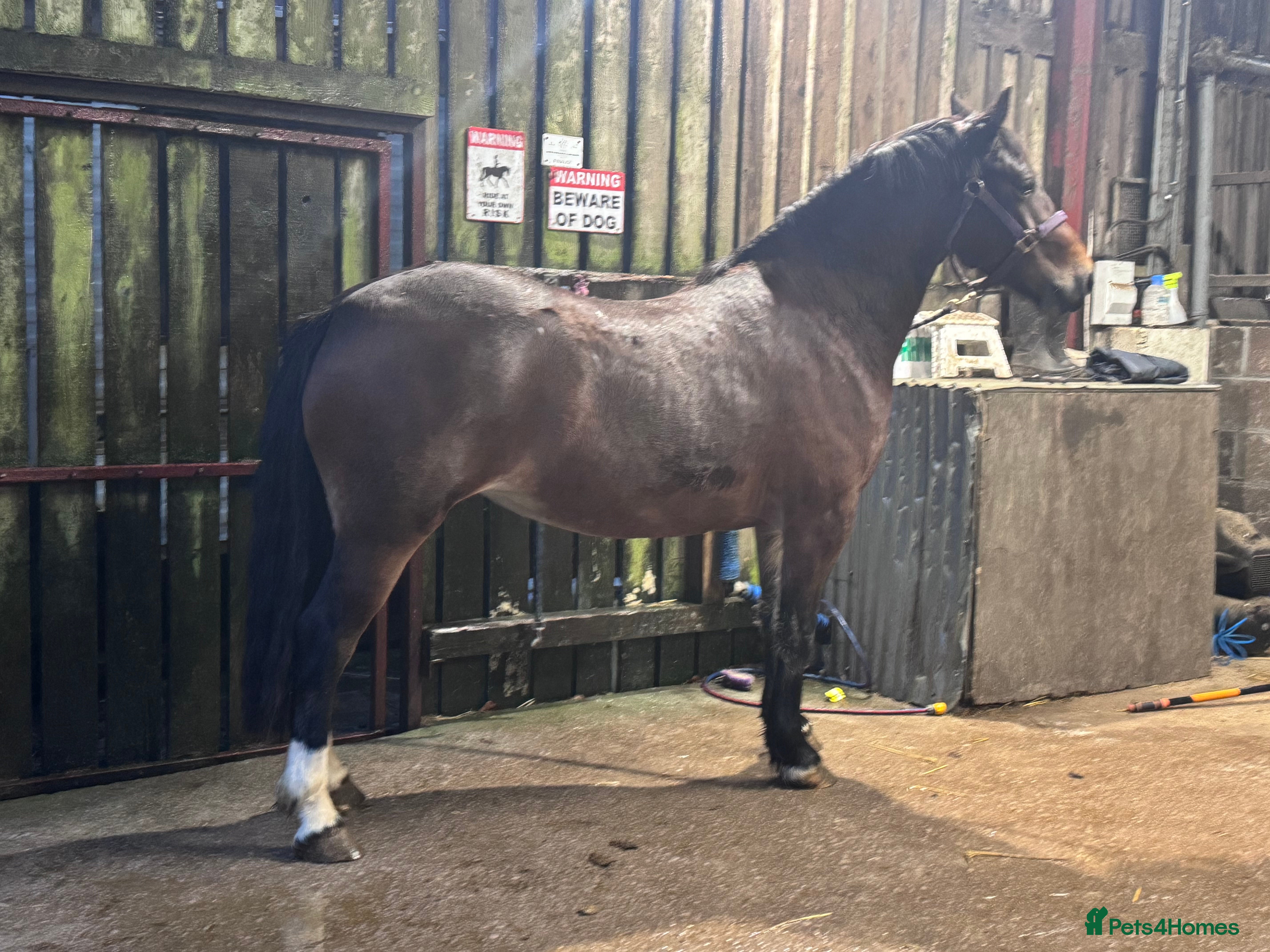 Welsh Section D horses Show Stopping  Welsh D Mare  - Advert 11