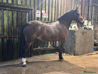 Welsh Section D horses Show Stopping Welsh D Mare - Advert 1