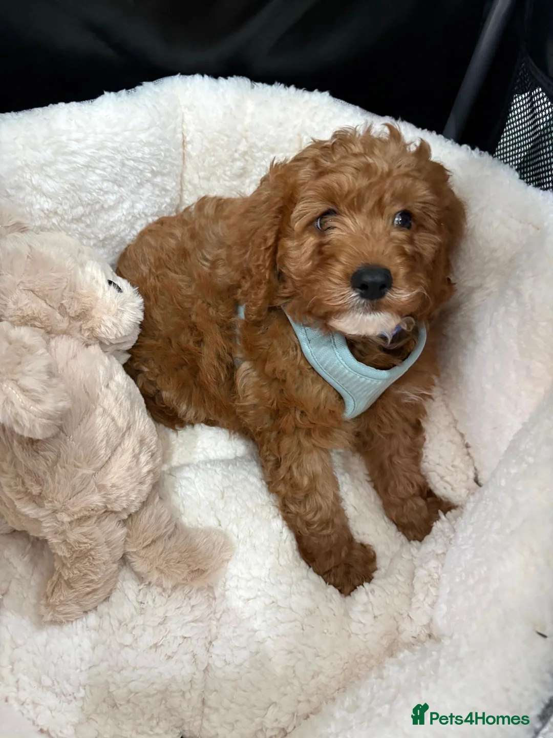 Cavapoo dogs for sale: 8-Week-Old Cavapoo Puppy Looking for a  Home 🐾 in West Drayton - Advert 2