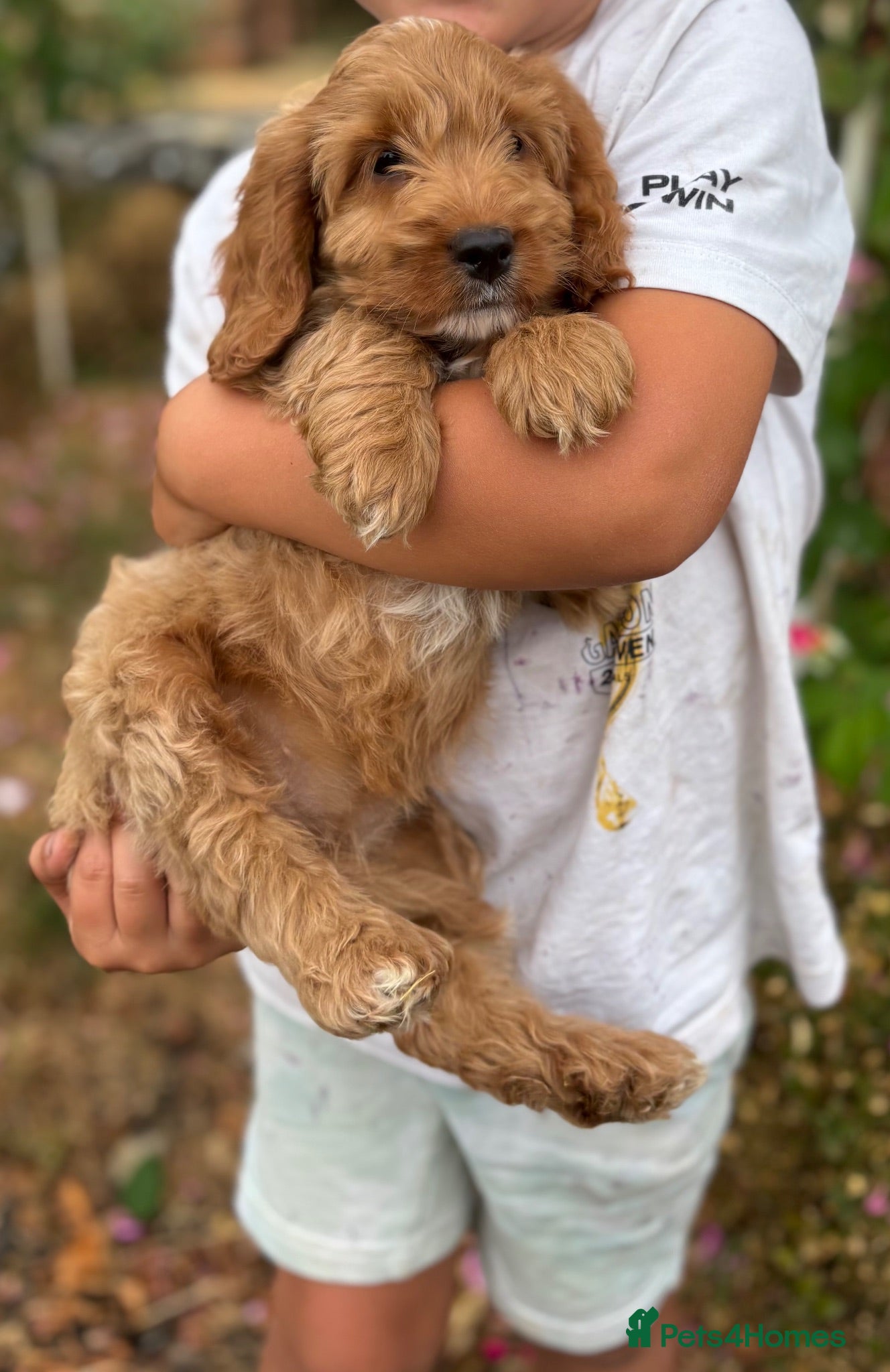 Cockapoo dogs F1 cockapoo puppies - 2 girls only  - Advert 2