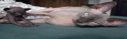 Sphynx cats for sale: Gorgeous silver Sphynx girl - Advert 27