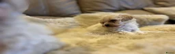 Maltipoo dogs for sale: Stunning little Maltipoo puppies  - Advert 8